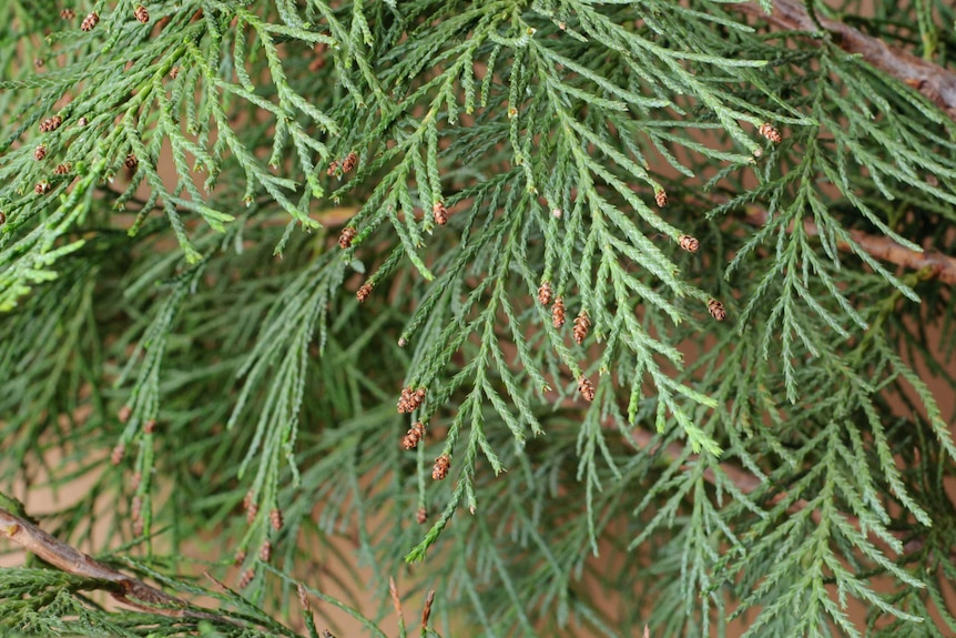 Lawson cypress leaves with pine cones