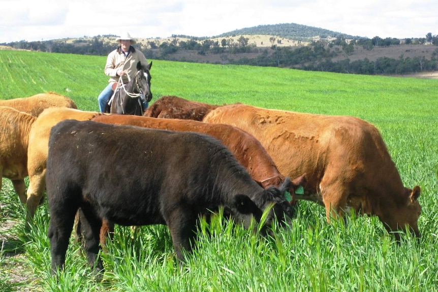 Cattle grazing on oats