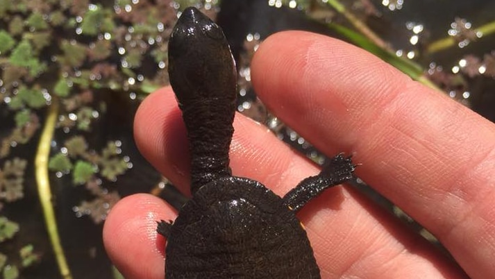 Eastern long-necked turtle on hand