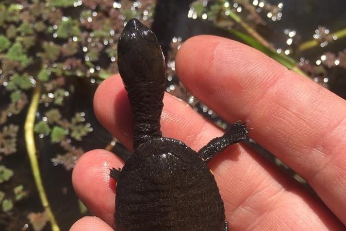 Eastern long-necked turtle on hand