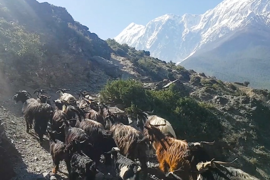 Nepal farmers