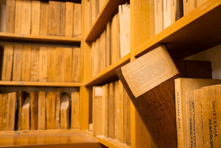 Notes about a particular type of wood are visible on a shelf full of samples.