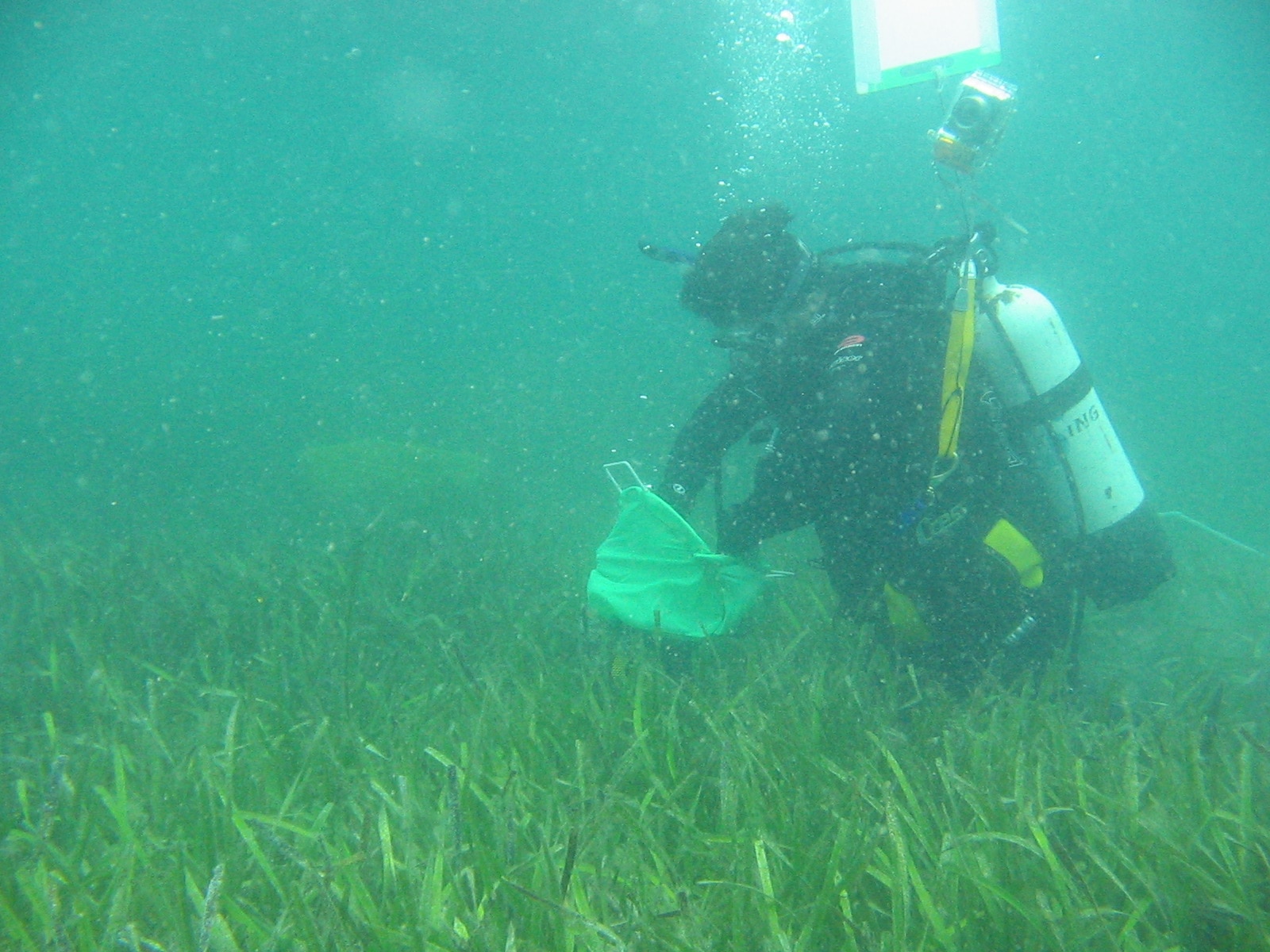 Seagrasses perform a key ecological role