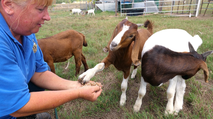 Goat farming can be fun and profitable and in Queensland women are making it work