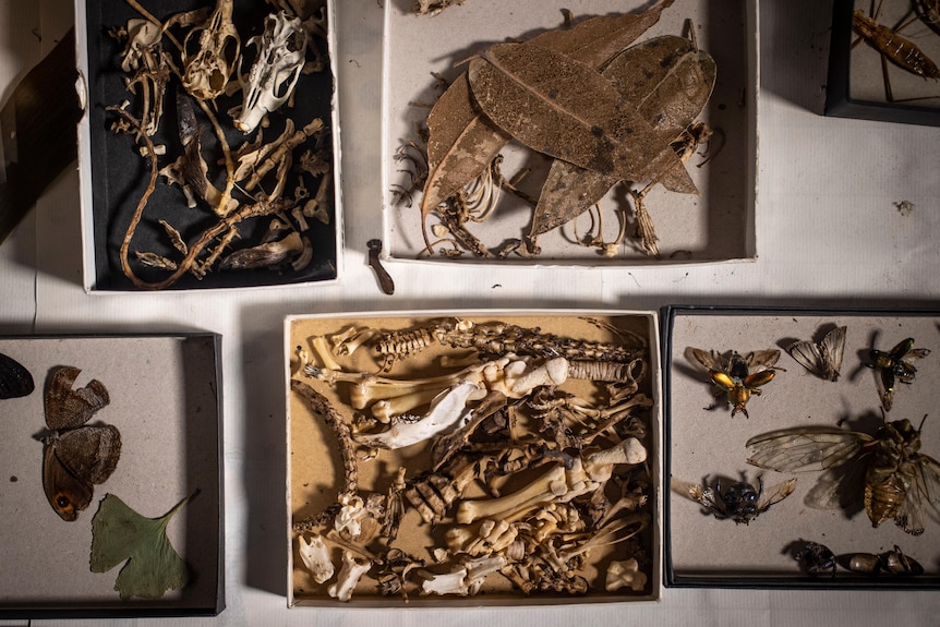 Collections of dead insects, animal bones and leaves sorted in shallow boxes