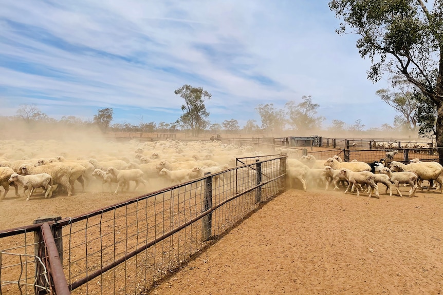 A mob of sheep moving through a set of stock yards with dust rising from the yards.