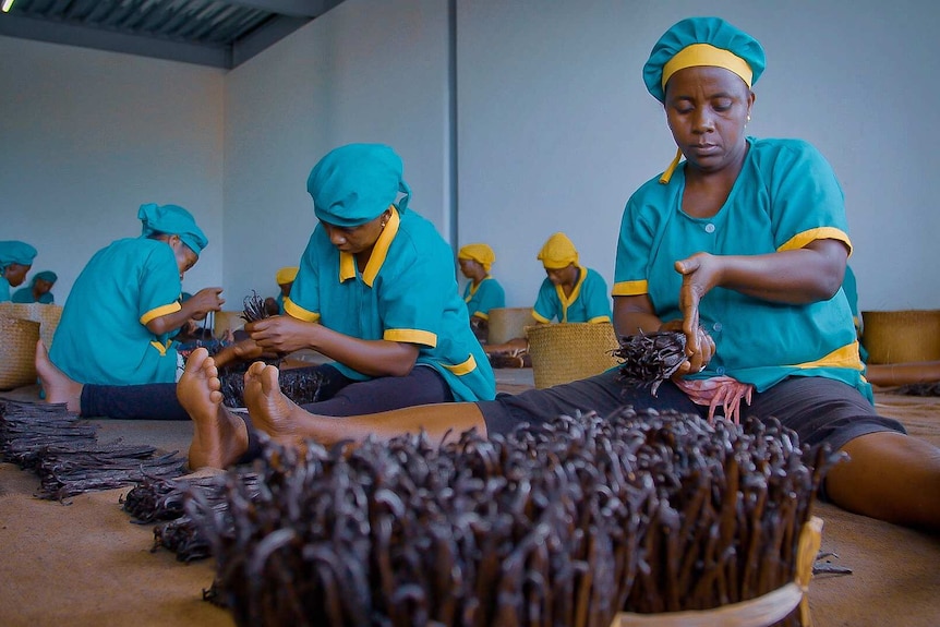 12 women wearing aqua shirts and hats with yellow trim sit on the floor as they sort vanilla stalks.