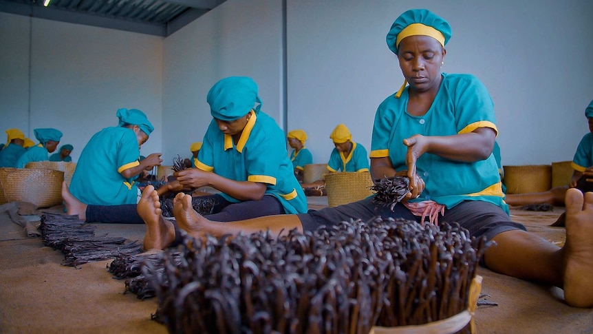12 women wearing aqua shirts and hats with yellow trim sit on the floor as they sort vanilla stalks.