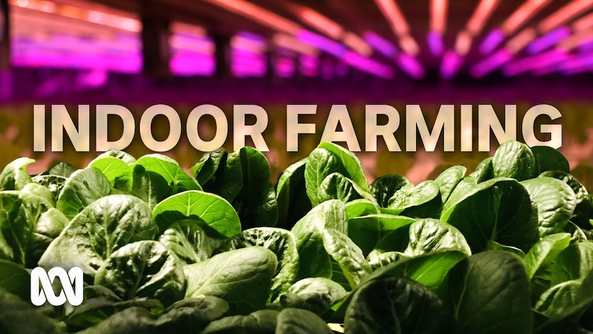 Vertical farming, protected cropping helps farmers adapt to climate change