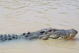 A saltwater crocodile swims in a river.
