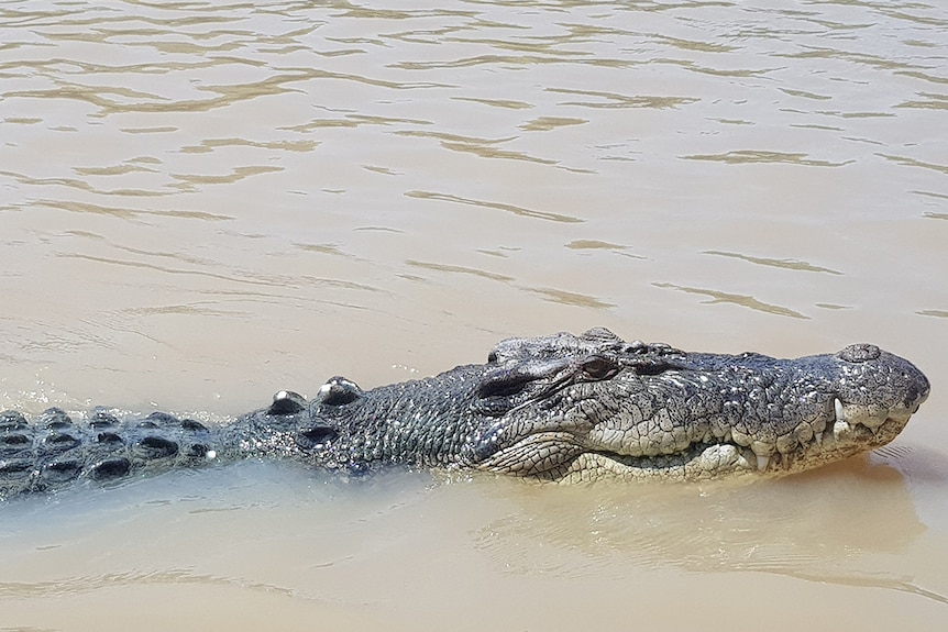 A saltwater crocodile swims in the Adelaide River in the Northern Territory.