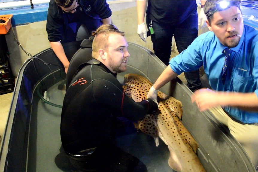 Leopard shark about to donate sperm.