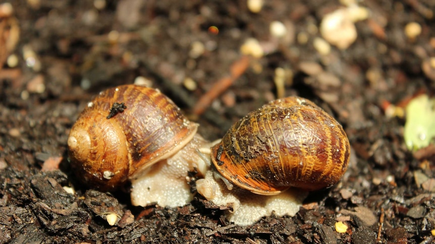 Snails having sex