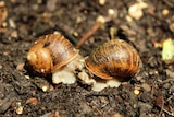 Snails having sex