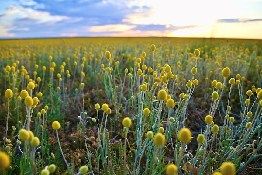 Fields of yellow wildflowers.