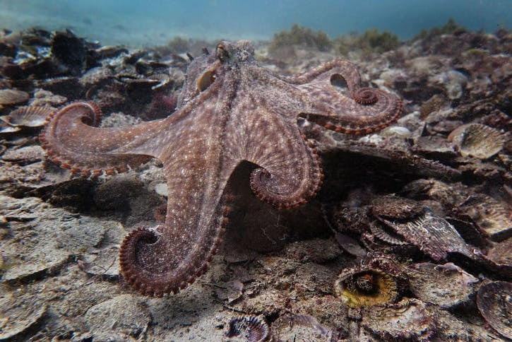 A gloomy octopus on the move over "Octlantis".