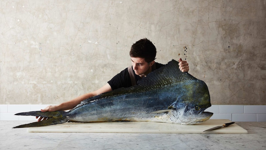 A man spreads out a very large uncooked fish on a table.
