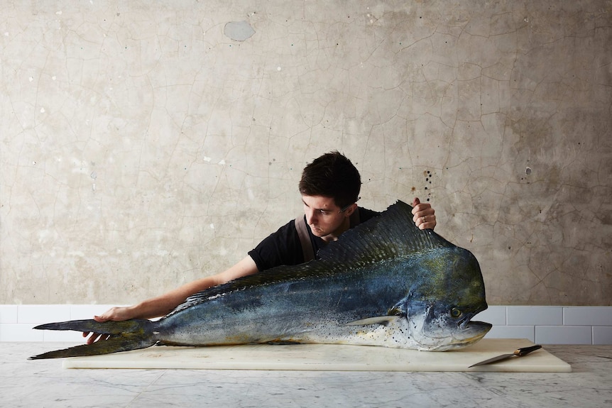 A man spreads out a very large uncooked fish on a table.