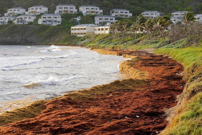 Seaweed covers this beach in St Kitts.