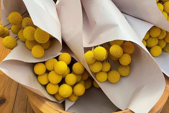 A close up of bunches of the yellow, globe-shaped native flower