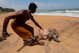 A man pulls a dead sea turtle that was washed ashore on a beach.