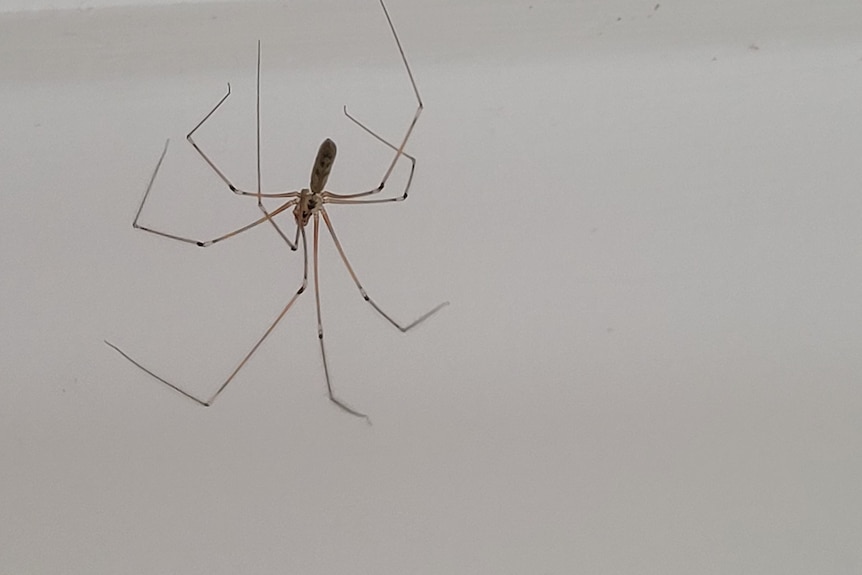 Daddy longlegs risk life, and especially limb, to survive