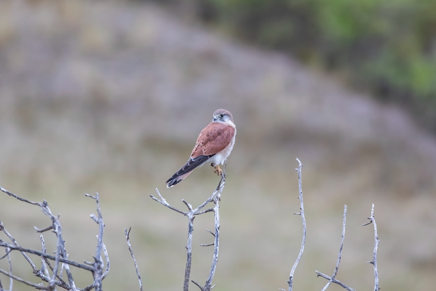 a small brown bird of pray perched on a dead branch