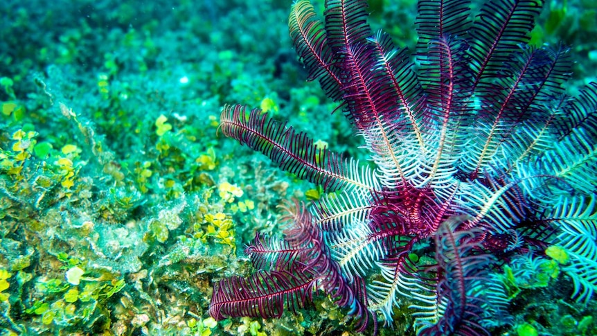 A sea fan on a patch of rock underwater.