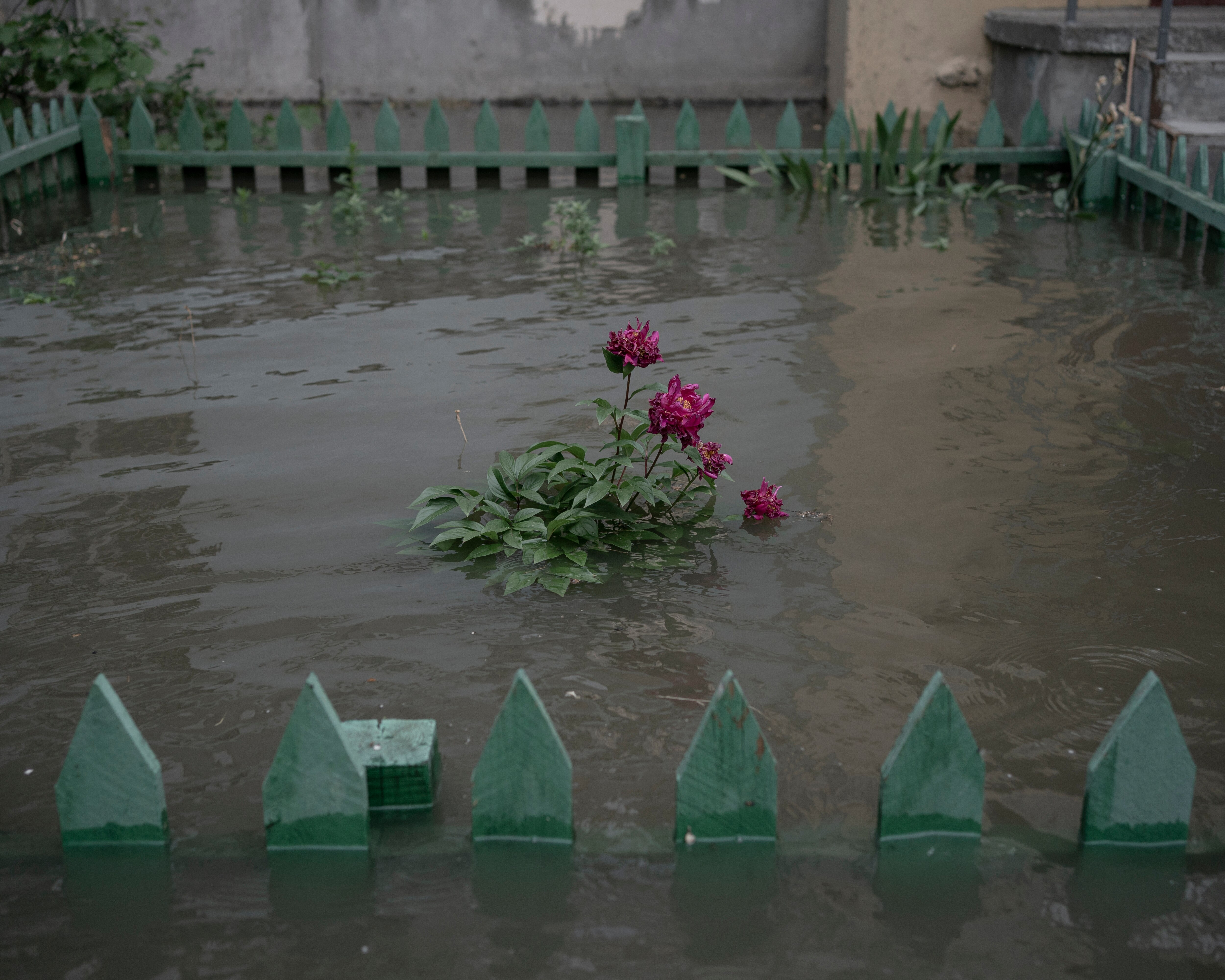 A pink rose bush submerged in fence-high water