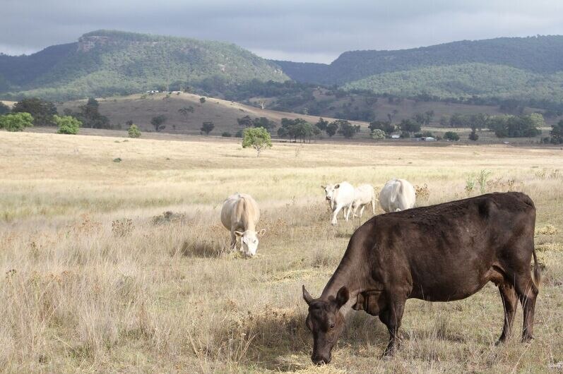 White cows and a black cow eating graze.
