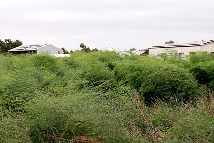 Asparagus ferns in the breeze on an overcast day