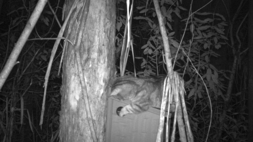 Cats may pose a bigger threat to Leadbeater's possum than previously thought (University of Melbourne).