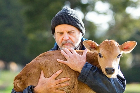 Colour close-up still of Marshall Napier outdoors and carrying a calf in his arms in 2019 film Bellbird.