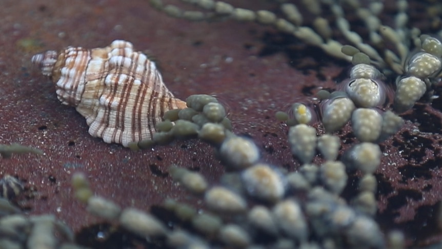 White Rock sea snail