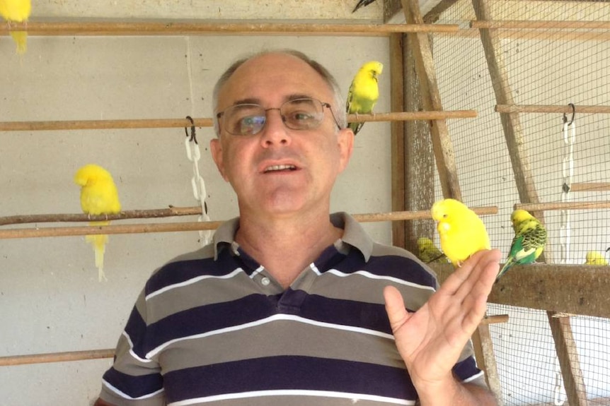 Man in striped shirt standing in a bird aviary with yellow budgies perched near him