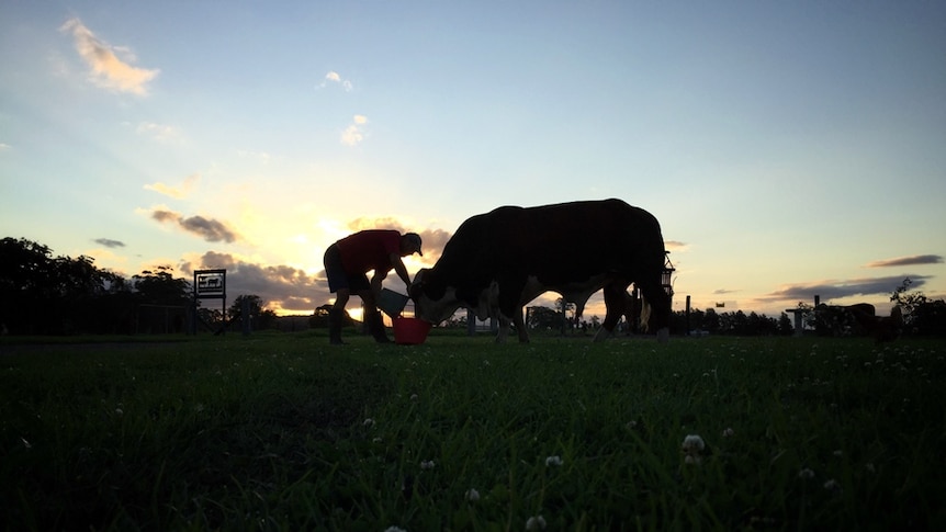 The silhouette of a farmer hand feeding a Brahford bull.