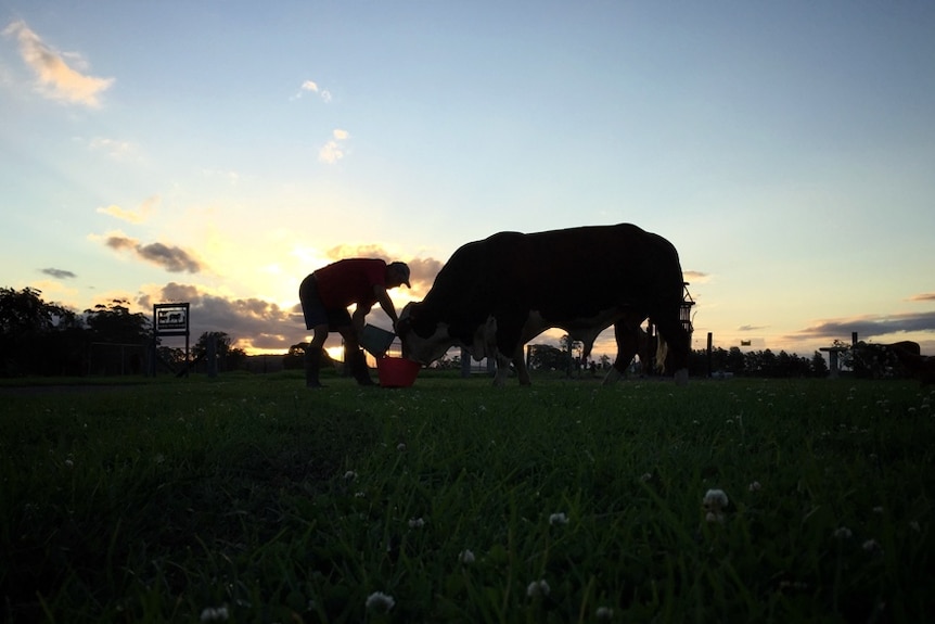 The silhouette of a farmer hand feeding a Brahford bull.