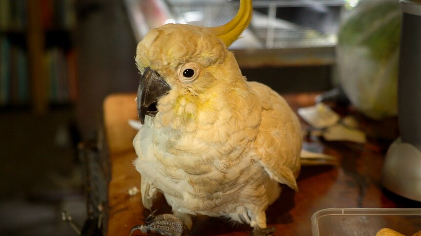 A Yellow-crested White Cockatoo with deformed claws sitting on a kitchen bench
