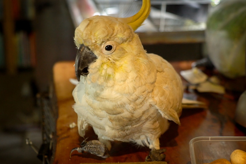 A Yellow-crested White Cockatoo with deformed claws sitting on a kitchen bench