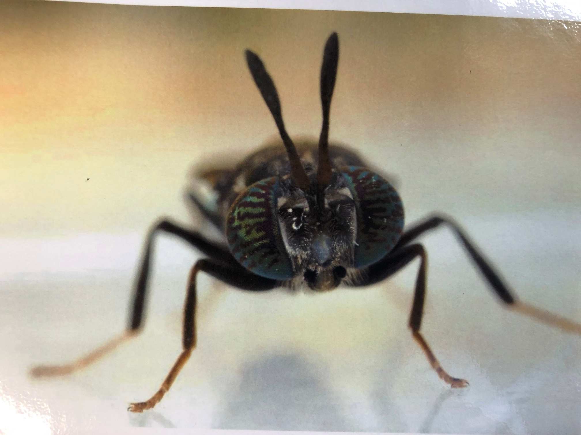 A close up image of a black soldier fly staring directly into the camera.