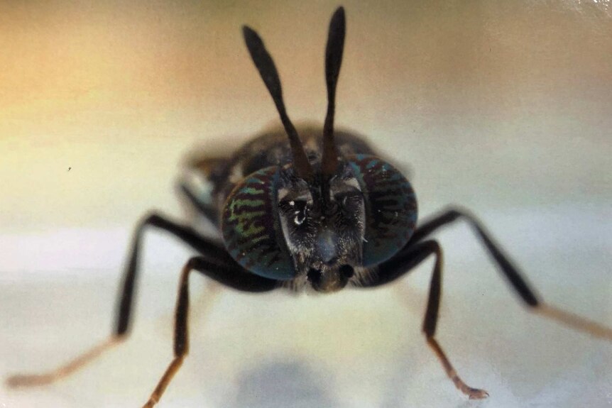 A close up image of a black soldier fly staring directly into the camera.