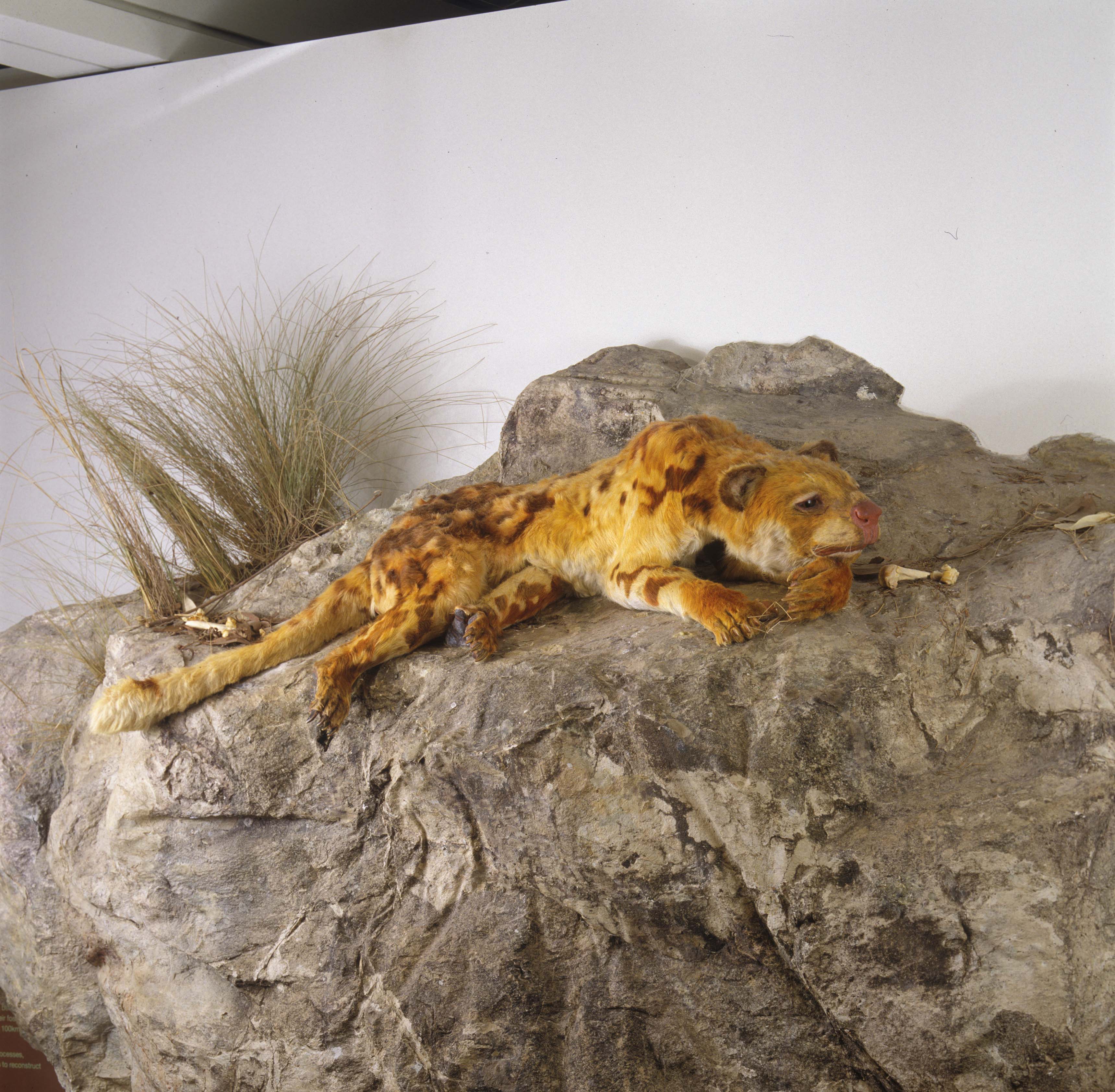 A fake tiger looking animal sitting on a rock