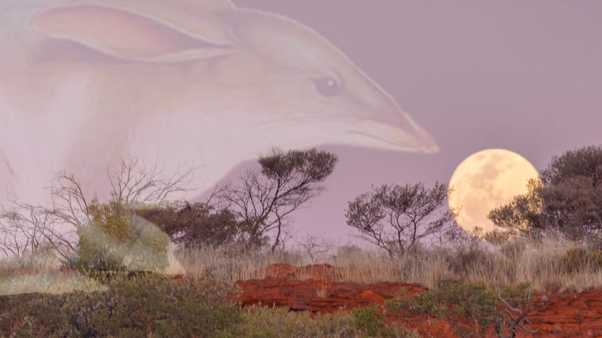 Desert landscape, dry, red rock with full moon. Layered ontop is a ghostly drawing of a greater bilby, long ears, pointy snout