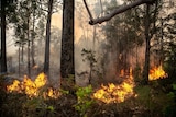 A bushfire blazes amongst tall trees.