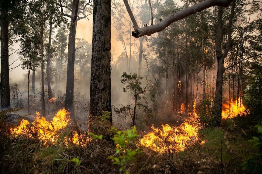 A bushfire blazes amongst tall trees.