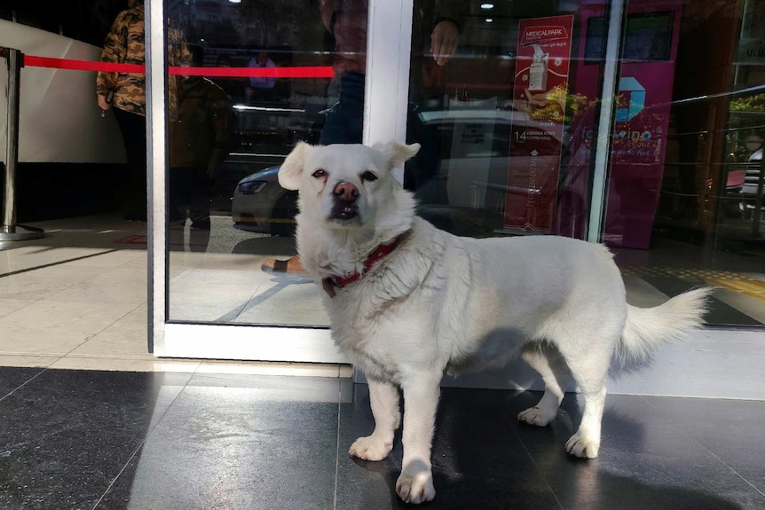 a small white dog stands outside a hospital entrance looking toward the camera