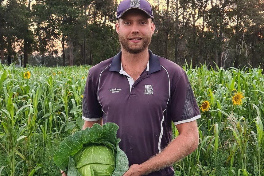 a man holding a cabbage in a field of cabbages and sunflowers 