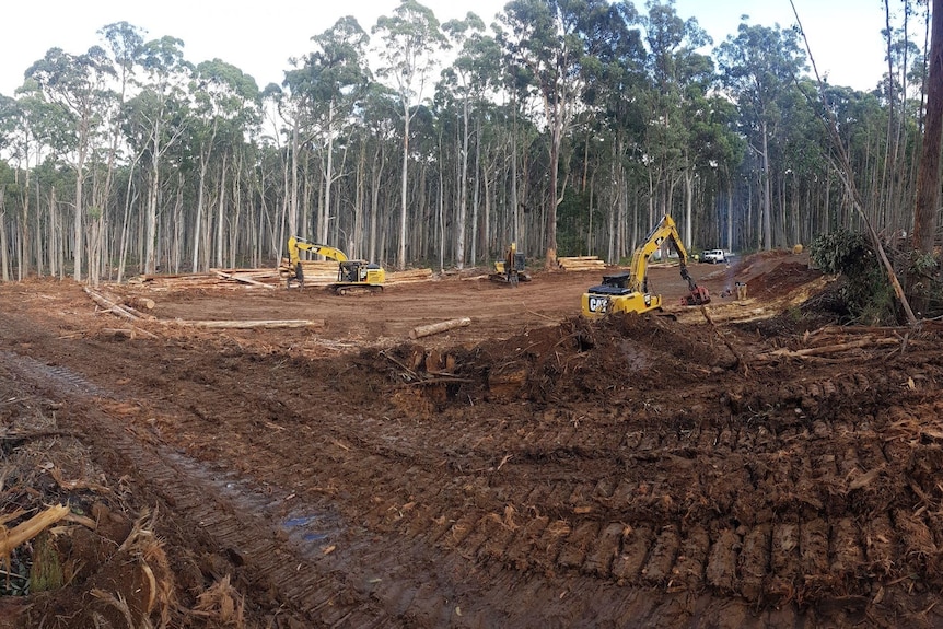 Excavators clearing an area of forest
