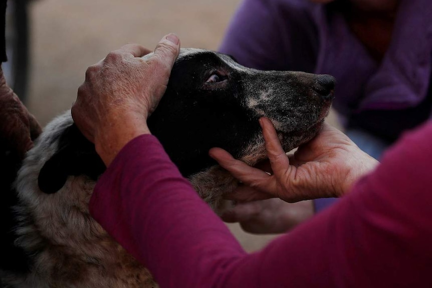 Veterinarian Dawn Alves tends to a dog named Fatty who received burns on its eyes and chin. The burns are not easily visible.