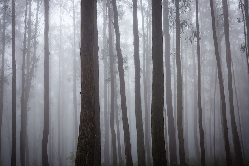 An Alpine Ash forest with mist between the trees.